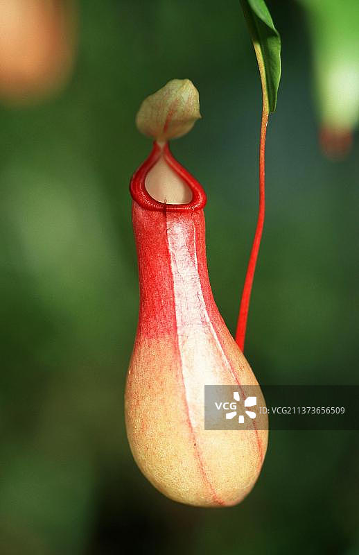 热带猪笼草（猪笼草科），猪笼草科植物，垂直构图图片素材