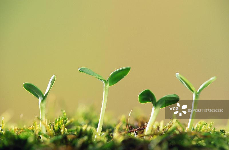 向日葵幼苗图片素材