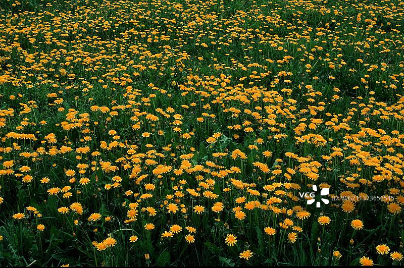 蒲公英（Taraxacum officinale），蒲公英科（Compositae），花朵，草地，黄色，欧洲，春天，景观，横向，风景，背景，开花，德国，欧洲图片素材