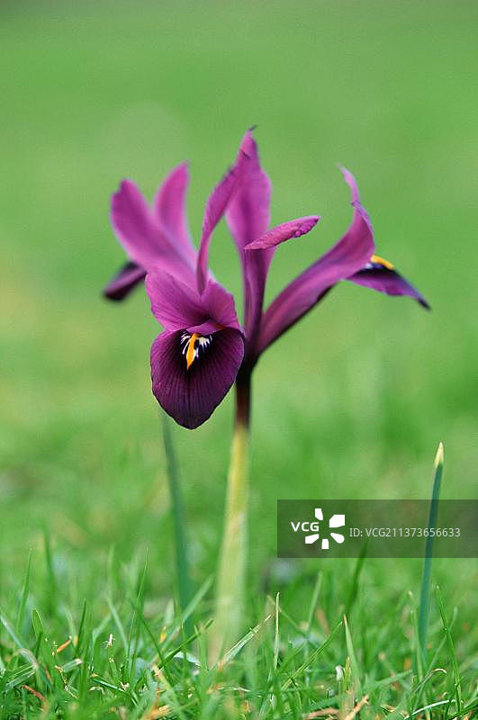 鸢尾花图片素材