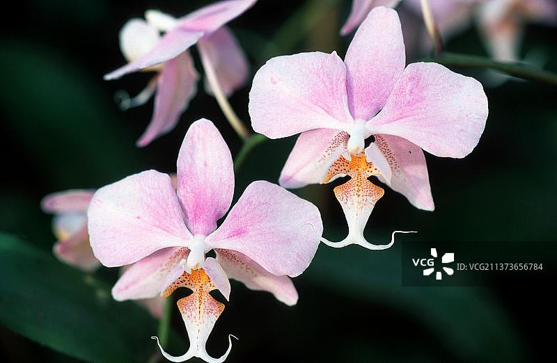 蝴蝶兰花卉图片素材