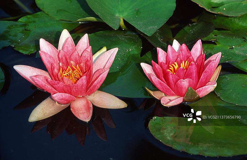 粉色夏季睡莲与灌木月季‘Rene Gerard’图片素材