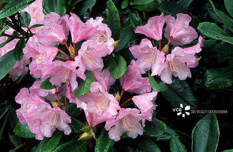 春季盛开的紫色杜鹃花横版图片素材