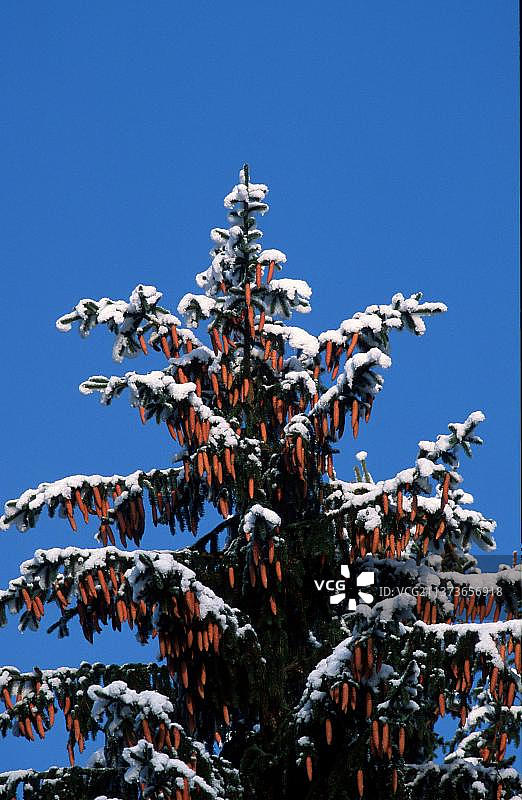 冬季的云杉：欧洲巴伐利亚的松科植物图片素材