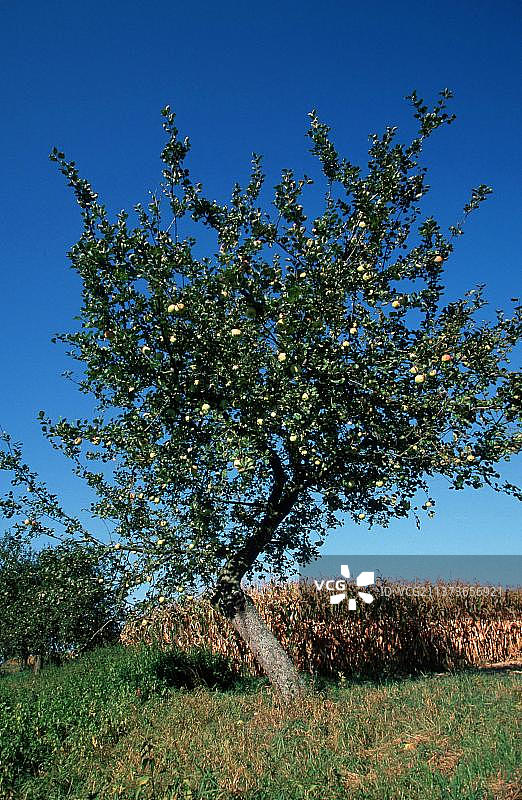 法国阿尔萨斯苹果树挂果图片素材