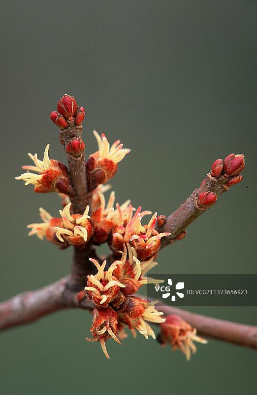 银槭树花朵，植物，春季，竖版照片图片素材