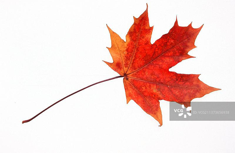 挪威枫树秋叶图片素材