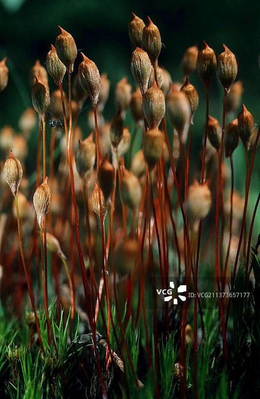 德国北莱茵-威斯特法伦州苔藓图片素材