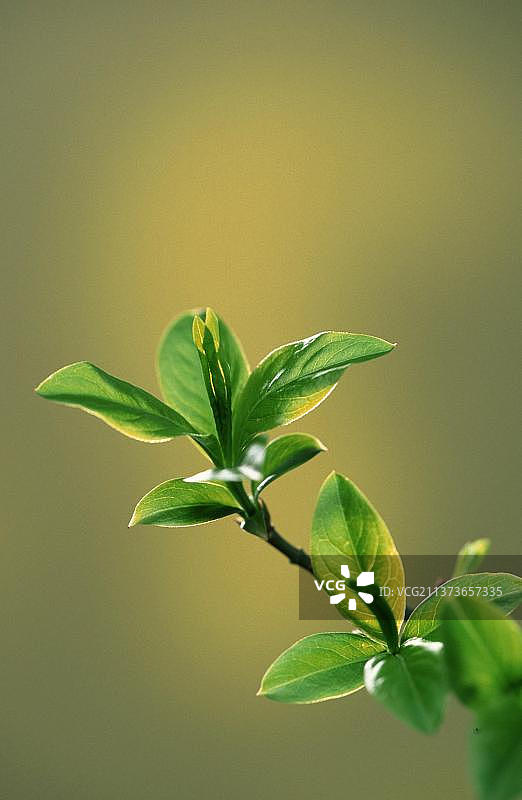 春季嫩叶，植物新芽（垂直构图）图片素材