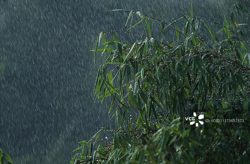 雨中的竹丛，植物，绿色，夏季风景图片素材