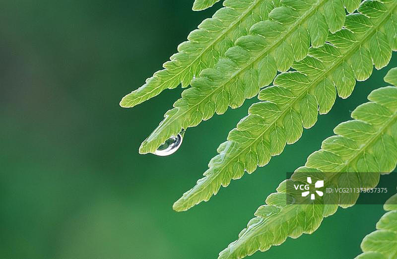 带水珠的蕨类叶子图片素材