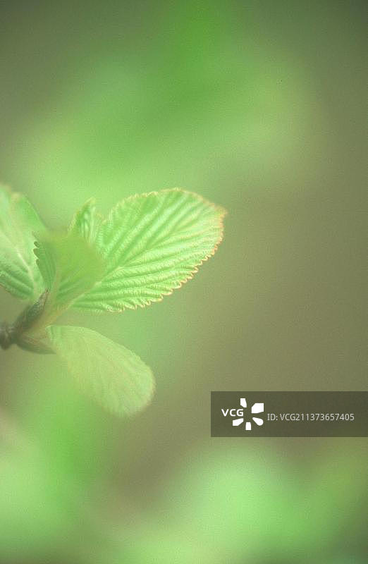 春季香雪球叶：绿色植物的柔和双重曝光图片素材