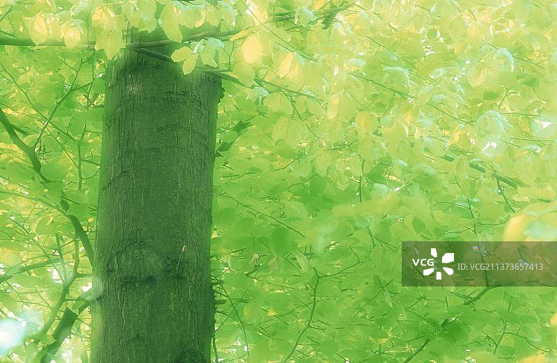 春天的普通欧洲山毛榉图片素材