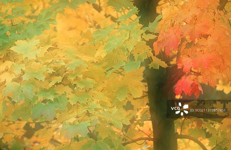 挪威枫树（Acer platanoides）图片素材