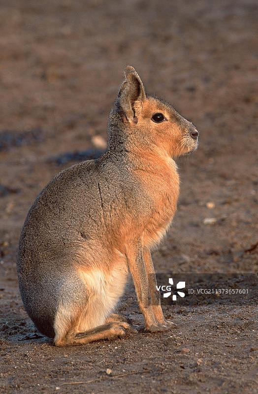 侧面的巴塔哥尼亚豚鼠图片素材