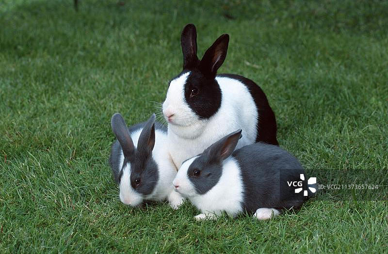 荷兰兔和小猫图片素材