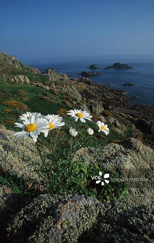 牛眼菊，海峡群岛，英国，小白菊（植物）（花卉）（欧洲）（春天）（垂直构图）（海岸），英国，泽西岛，欧洲图片素材
