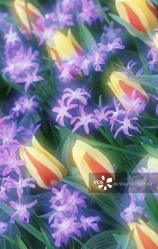 “格鲁克”郁金香与冰雪花图片素材