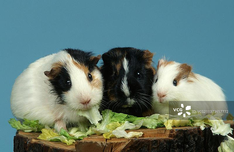 豚鼠吃生菜图片素材