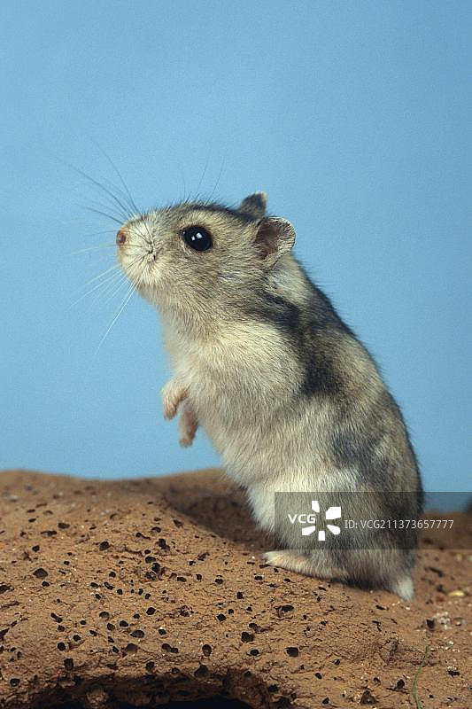 堪培尔仓鼠图片素材