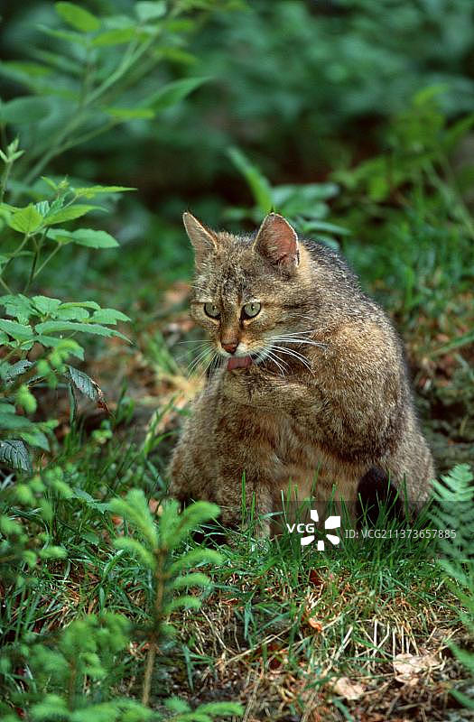 欧洲野猫图片素材