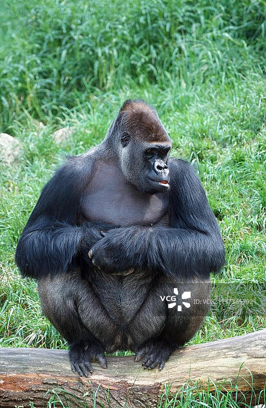 西部低地大猩猩，雄性图片素材