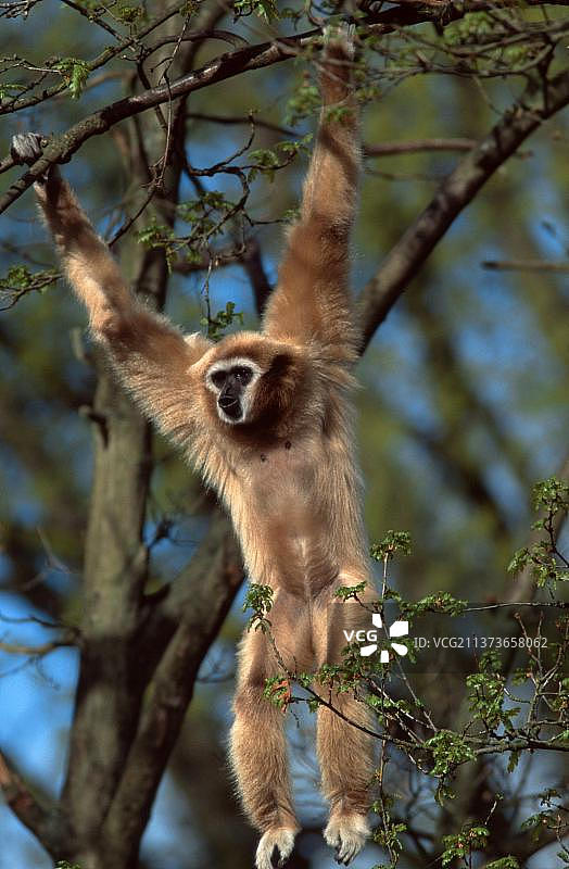 白掌长臂猿（雄性）鸣叫图片素材