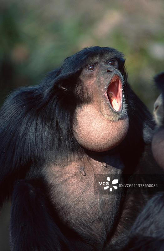 雌性合趾猿图片素材