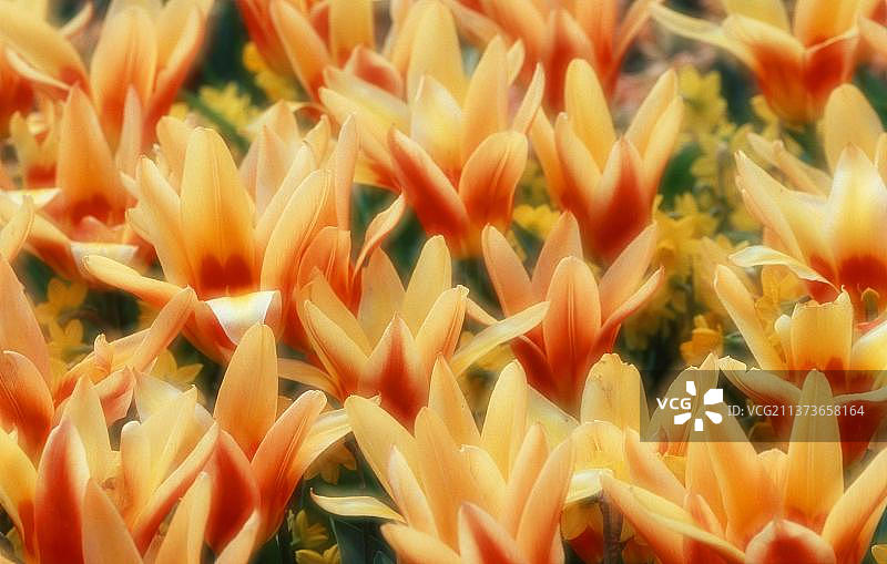 “科罗娜”郁金香图片素材