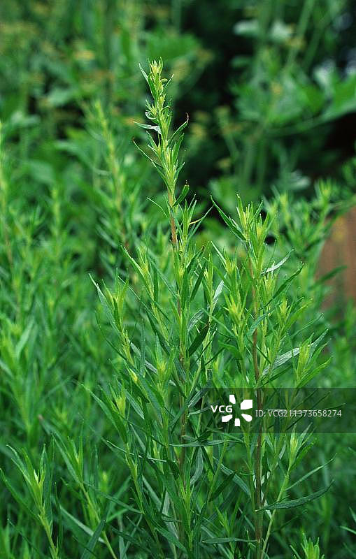 龙蒿（Artemisia dranunculus）图片素材