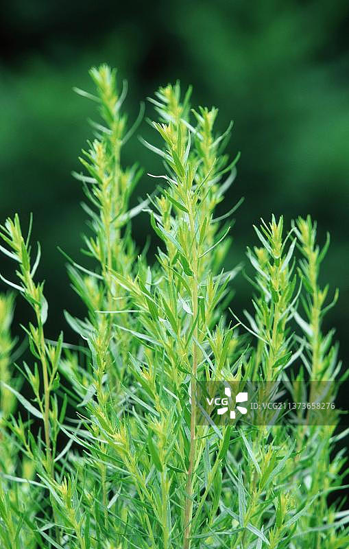 龙蒿 (Artemisia dranunculus)图片素材