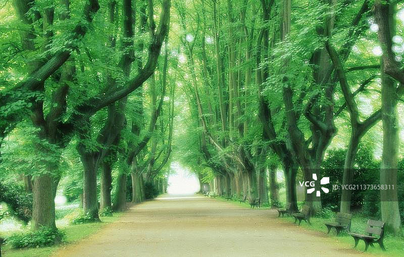 春季的椴树大道，德国图片素材