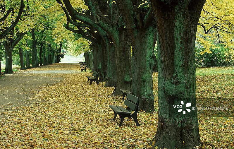 秋季欧洲德国的菩提树大道图片素材