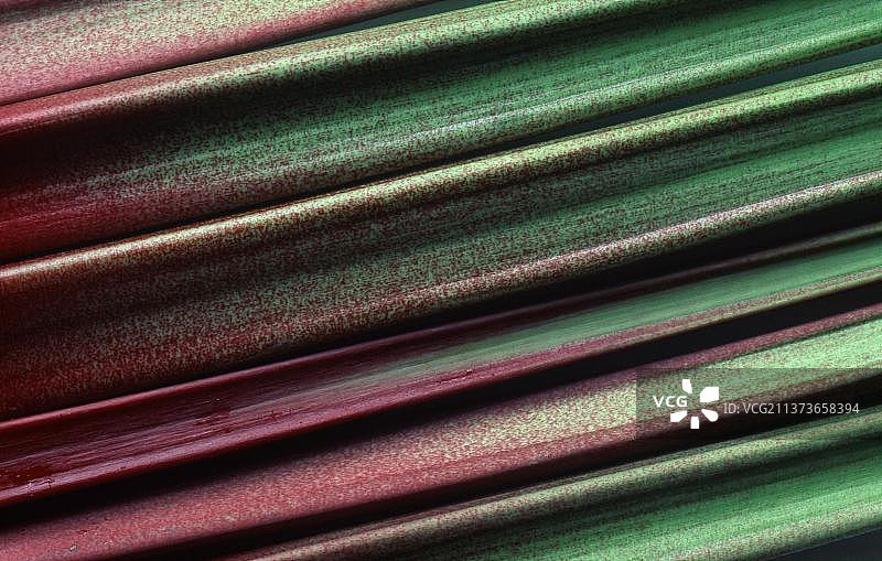 绿色红色大黄茎特写图片素材