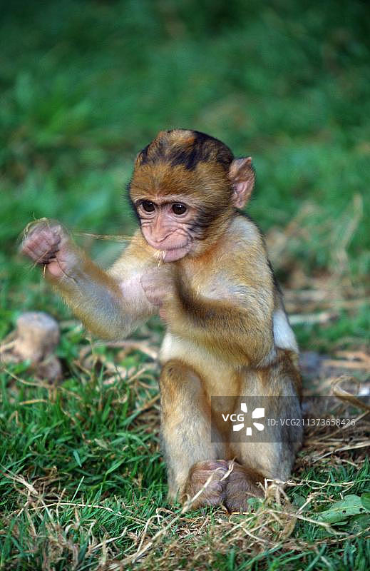 幼年巴巴里猕猴图片素材