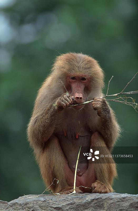 阿拉伯狒狒（雌性）图片素材