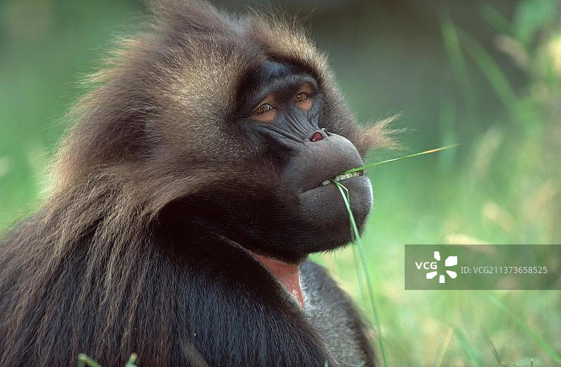 雄性狮尾狒图片素材