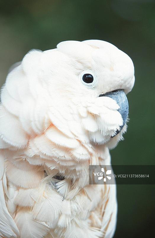摩鹿加凤头鹦鹉（Salmon-crested cockatoo）图片素材