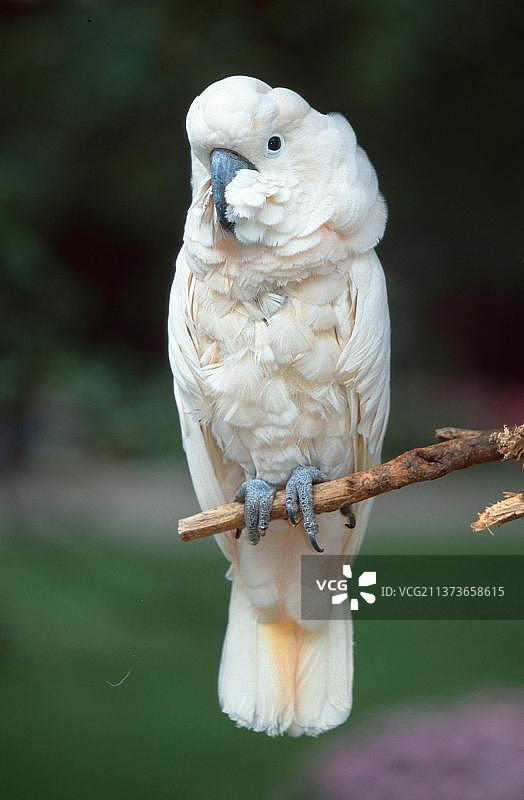 鲑色凤头鹦鹉图片素材