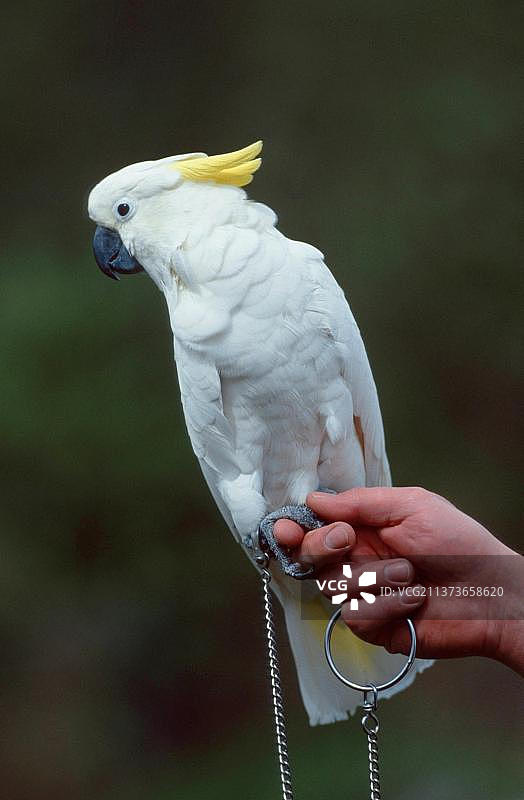 大葵花凤头鹦鹉，带链，在人手上图片素材