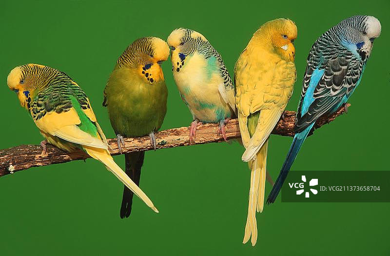 雄性澳洲鹦鹉图片素材