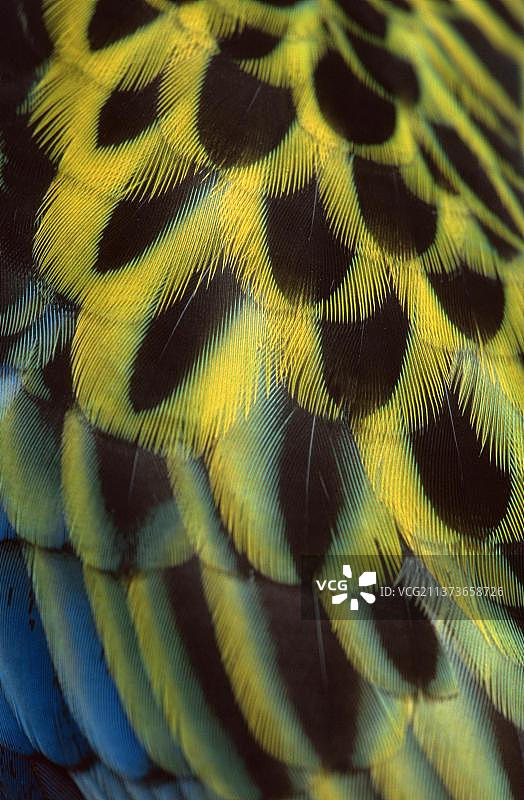 东玫瑰鹦鹉（Platycercus eximius）的翅膀羽毛图片素材