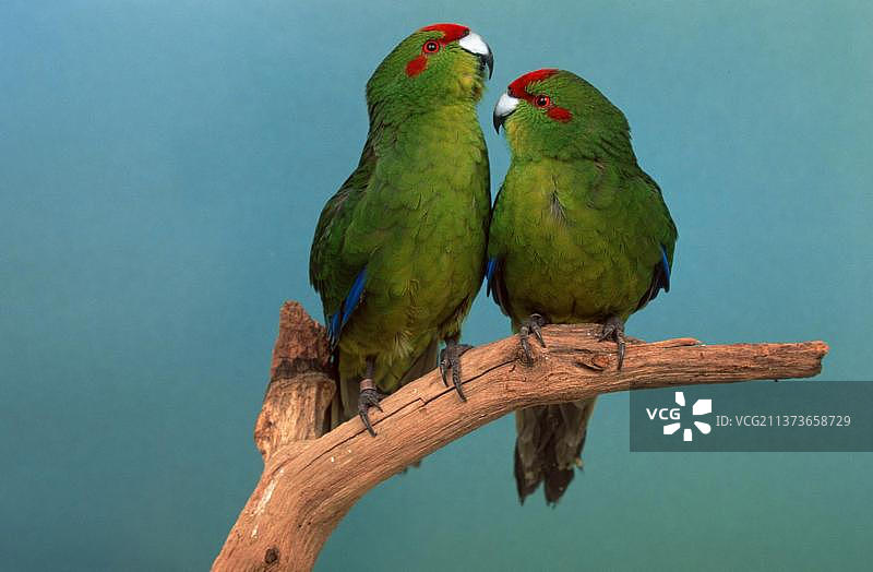 红额鹦鹉（雄性）图片素材