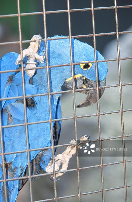 笼子里的风信子金刚鹦鹉图片素材