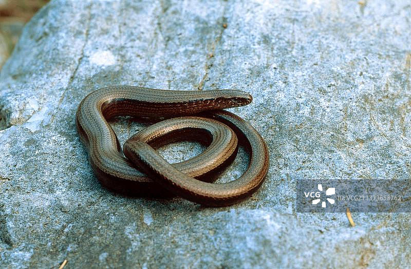 欧洲滑蜥，瑞典图片素材