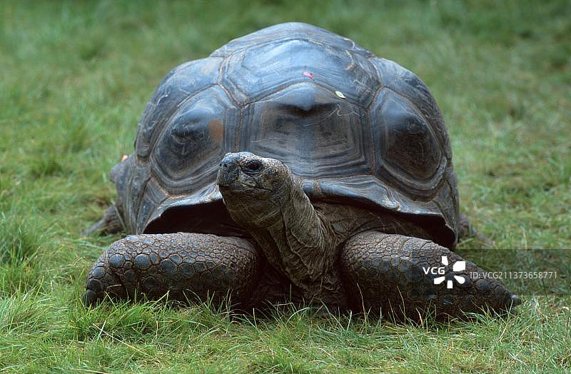 阿尔达布拉巨龟图片素材