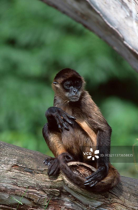 黑掌伶猴图片素材