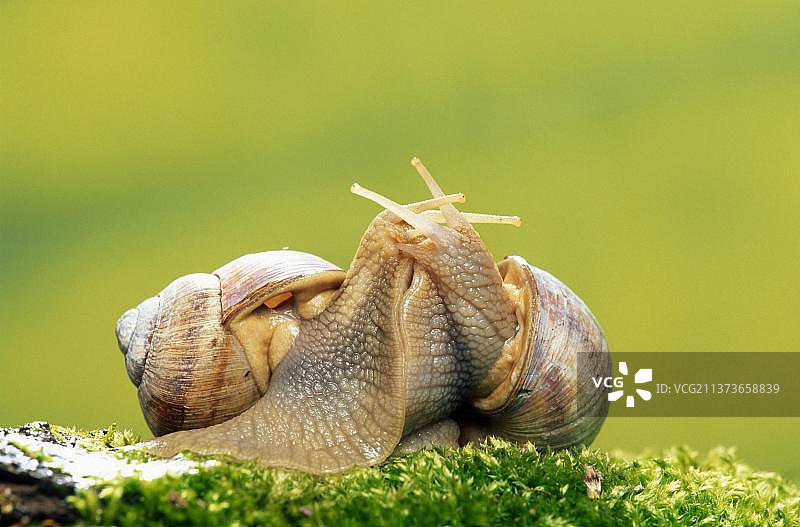 可食用的大蜗牛交配，德国，欧洲图片素材