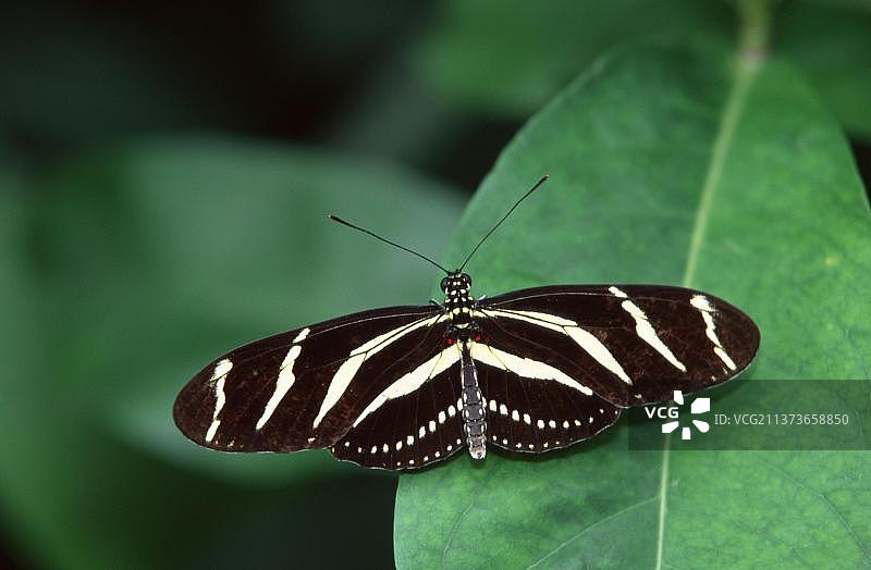 长翅斑蝶图片素材