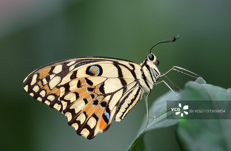 柑橘凤蝶图片素材
